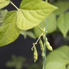 Groen katoenen koord 2 mm/55 m/100 g - 10 ['katoenen koord', ' katoenen touw', ' koord voor delicate planten', ' natuurlijk koord', ' ecokoord', ' koord voor macramé', ' koord om te binden', ' koord voor handwerk', ' koord om aan te trekken', ' groen koord', ' groen touw']