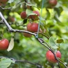 Groen katoenen koord 2 mm/55 m/100 g - 11 ['katoenen koord', ' katoenen touw', ' koord voor delicate planten', ' natuurlijk koord', ' ecokoord', ' koord voor macramé', ' koord om te binden', ' koord voor handwerk', ' koord om aan te trekken', ' groen koord', ' groen touw']