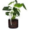 Irrigatieballen voor planten, wit doorschijnend met kurk, 400ml, 4 stuks - 6 ['bloemwaterdispenser', ' voor het water geven van bloemen', ' bloembevochtigers', ' bloemenirrigatie', ' plantenirrigatie', ' potirrigatoren', ' voor het water geven van bloemen', ' voor kamerplanten', ' irrigatiesysteem', ' waterdispenser voor potten', ' plantenballen', ' planten water geven', ' irrigatieballen met kurk']
