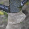 Jute band 10 cm/5 m - 7 ['jute band', ' jute band', ' band voor tomaten', ' band voor komkommers', ' natuurlijke band', ' ecoband', ' band voor binden', ' band voor handwerk', ' jute lint']
