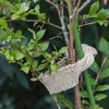 Jute band 5 cm / 8 m - 6 ['jute tape', ' jute band', ' tape for tomatoes', ' tape for cucumbers', ' natural tape', ' eco tape', ' binding tape', ' craft tape', ' jute ribbon']