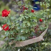 Jute band 5 cm / 8 m - 7 ['jute tape', ' jute band', ' tape for tomatoes', ' tape for cucumbers', ' natural tape', ' eco tape', ' binding tape', ' craft tape', ' jute ribbon']