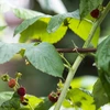 Jute touw 1,5 mm/100 m/100 g - 9 ['jute touw', ' jute koord', ' touw voor tomaten', ' touw voor komkommers', ' natuurlijk touw', ' ecotouw', ' touw voor macramé', ' bindtouw', ' touw voor handwerk']
