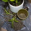 Keramiek voor potplanten, tuinieren en bossen in glas, 4-10 mm, 2L - 8 ['keramiek', ' keramiek voor tuinieren', ' keramiek prijs', ' plantenafvoer', ' afvoer voor planten in de tuin', ' keramiek voor planten', ' keramiek voor grond', ' keramiek voor bossen in glas', ' keramiek voor bossen in pot', ' plantenbewatering', ' hoe de teelt van planten te verbeteren', ' voor huis en tuin', ' plantenverzorging', ' plantenbescherming', ' hoe zorg je voor planten', ' hoe zorg je voor bloemen in de tuin', ' teelt van potbloemen', ' middelen voor plantenteelt', ' substraten voor planten', ' planten in huis', ' planten in de tuin', ' tuiniersadvies', ' bloemen in huis', ' bossen in potten', ' planten in glas', ' plantencomposities in glas']