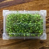 Kiemgroentetoren Groene Kuif met radijszaad - 16 ['kiemgroenten kweken', ' kiemgroentetoren in bak', ' kiemgroentenschaal', ' Browin kiemgroentetoren', ' kiemgroenten kweken', ' kiemgroentetoren voor zaden', ' radijskiemen', ' broccolikiemen', ' kiemgroentetoren']