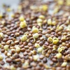 Kiemgroentetoren Groene Kuif met radijszaad - 8 ['kiemgroenten kweken', ' kiemgroentetoren in bak', ' kiemgroentenschaal', ' Browin kiemgroentetoren', ' kiemgroenten kweken', ' kiemgroentetoren voor zaden', ' radijskiemen', ' broccolikiemen', ' kiemgroentetoren']