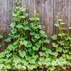Klimnet voor planten: 2 x 20m - 5 ['plantenklimnet', ' klimnet voor planten', ' net voor klimplanten', ' tuinnet', ' net', ' tuinpergola', ' plantensteunen', ' bloemensteunnet', ' steun voor tuinplanten', ' klimopsteun', ' flexibele klimsteun', ' druivennet', ' welk net voor klimplanten kiezen', ' verzorgde tuin', ' bloemensteunen', ' tuinaccessoires', ' hoe zorg je voor planten', ' aanbevolen netten voor planten', ' duurzaam kunststof net']