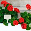 Labels voor plantenbeschrijving + potlood mix 10+20 stuks - 9 ['plantenlabels', ' labels voor plantenbeschrijving', ' voor plantenbeschrijving', ' informatieborden voor planten', ' borden voor planten']