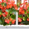 Labels voor plantenbeschrijving + potlood mix 10+20 stuks - 8 ['plantenlabels', ' labels voor plantenbeschrijving', ' voor plantenbeschrijving', ' informatieborden voor planten', ' borden voor planten']