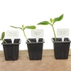 Labels voor plantenbeschrijving + potlood mix 10+20 stuks - 12 ['plantenlabels', ' labels voor plantenbeschrijving', ' voor plantenbeschrijving', ' informatieborden voor planten', ' borden voor planten']