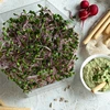 Meerlagige kiemschaal Niezłe Ziółko + 10 verpakkingen zaden - 16 ['gezonde kiemen', ' thuis kiemen kweken', ' veganistisch kiemproduct', ' kiemen kweken thuis', ' kiemschalen', ' kiemschaal voor thuis', ' kiemen kweken', ' zaden om te kiemen', ' kiemschaalset met zaden', ' kiemschaal met zaden', ' kiemschaal met zaadset', ' kiemen', ' kiemen', ' meerlagige kiemschaal', ' kiemschaal']