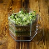 Meerlagige kiemtoren Niezłe Ziółko met radijszaad - 19 ['gezonde kiemen', ' thuis kiemen kweken', ' veganistisch product kiemen', ' kiemen kweken thuis', ' radijskiemen', ' kiemen kweken', ' radijszaad', ' kiemset met zaden', ' kiemtoren']