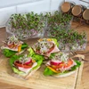 Meerlagige kiemtoren Niezłe Ziółko met radijszaad - 15 ['gezonde kiemen', ' thuis kiemen kweken', ' veganistisch product kiemen', ' kiemen kweken thuis', ' radijskiemen', ' kiemen kweken', ' radijszaad', ' kiemset met zaden', ' kiemtoren']