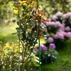 Met PE gecoate stalen stok 1,25m x 11mm - 4 ['stalen plantensteun', ' plantenstok', ' bloemenstok', ' stokken voor potplanten', ' plantenstok castorama']