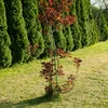 Met PE gecoate stalen stok 1,25m x 11mm - 5 ['stalen plantensteun', ' plantenstok', ' bloemenstok', ' stokken voor potplanten', ' plantenstok castorama']