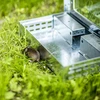 Metalen muizenvanger - levende vangkooi - 10 ['knaagdierenvanger', ' levende vangkooi voor knaagdieren', ' humane methode voor knaagdierbestrijding', ' ecologische knaagdierenvanger', ' bloedloze methode voor knaagdierbestrijding', ' veilige knaagdierenvanger', ' muizen- en rattenvanger', ' ongediertebestrijding zonder gif', ' vanger voor schadelijke knaagdieren', ' knaagdierenvanger voor thuis- en tuingebruik', ' hoekmuizenvanger', ' metalen muizenvanger', ' metalen levende vangkooi']