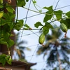 Net voor klimplanten, 1,8 x 5m - 6 ['plantenklimnet', ' klimnet voor planten', ' net voor klimplanten', ' tuinnet', ' net', ' tuinpergola', ' steunen voor planten', ' bloemensteunnet', ' steun voor tuinplanten', ' steun voor klimop', ' flexibele steun voor klimplanten', ' net voor wijnstokken', ' welk net voor klimplanten kiezen', ' verzorgde tuin', ' steunen voor bloemen', ' tuinaccessoires', ' hoe zorg je voor planten', ' aanbevolen netten voor planten', ' duurzaam kunststof net']