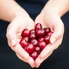 Ontpitter voor kersen en zoete kersen - 11 ['voor ontpitten', ' voor kersen', ' voor zoete kersen', ' voor ontpitten', ' ontpitten', ' ontpitter', ' hoe pitten uit fruit te verwijderen']