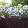 Plantenbesproeier – transparant blad met keramische voet, 120 ml - 11 ['plantenbesproeier', ' besproeier', ' bladvormige besproeier', ' originele besproeier', ' plantenbescherming', ' plantenverzorging', ' bloemenbesproeier', ' besproeiend blad', ' besproeiingsbollen', ' besproeiingsbol', ' designbesproeier', ' hoe zorg je voor planten', ' mooie huisaccessoires', ' designbesproeiers', ' unieke besproeiingsbollen', ' universele besproeier', ' keramische voet', ' keramische besproeier', ' besproeier met keramische voet', ' besproeier voor kleine planten en kamerbloemen']