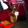Plantenbesproeier – wit bordje, 200 ml - 11 ['plantenbesproeier', ' besproeier', ' besproeier in de vorm van een bordje', ' originele besproeier', ' plantenbescherming', ' plantenverzorging', ' bloemenbesproeier', ' besproeiingsbordje', ' besproeiingsbollen', ' besproeiingsbol', ' designbesproeier', ' hoe zorg je voor planten', ' mooie huisaccessoires', ' designbesproeiers', ' unieke besproeiingsbollen', ' universele besproeier']