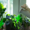 Plantengieter – groen blad met keramische voet, 120 ml - 8 ['plantengieter', ' gieter', ' gieter in de vorm van een blad', ' originele gieter', ' plantenbescherming', ' plantenverzorging', ' bloementuit', ' watergevend blad', ' watergevende bollen', ' watergevende bol', ' design gieter', ' hoe zorg je voor planten', ' mooie huisaccessoires', ' design gieters', ' unieke watergevende bollen', ' universele gieter', ' groene gieter', ' gieter voor kleine planten en kamerbloemen', ' keramische voet', ' keramische gieter', ' gieter met keramische voet']