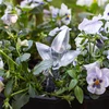 Plantengieter – transparant blad, 120 ml - 8 ['plantengieter', ' gieter', ' gieter in de vorm van een blad', ' originele gieter', ' plantenbescherming', ' plantenverzorging', ' bloemen gieter', ' watergevend blad', ' watergevende bollen', ' watergevende bol', ' design gieter', ' hoe zorg je voor planten', ' mooie huisaccessoires', ' design gieters', ' unieke watergevende bollen', ' universele gieter', ' transparante gieter', ' gieter voor kleine planten en potbloemen']