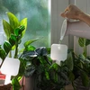 Plantengieter - wit bord met keramische voet, 200 ml - 8 ['plantengieter', ' gieter', ' gieter in de vorm van een bord', ' originele gieter', ' plantenbescherming', ' plantenverzorging', ' bloementuit', ' waterbord', ' gietballen', ' gietbal', ' designgieter', ' hoe zorg je voor planten', ' mooie huisaccessoires', ' designgieters', ' unieke gietballen', ' universele gieter', ' keramische voet', ' keramische gieter', ' gieter met keramische voet']
