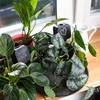 Plantengieter – zwart bord, 200 ml - 10 ['plantengieter', ' gieter', ' gieter in de vorm van een bord', ' originele gieter', ' plantenbescherming', ' plantenverzorging', ' bloemen gieter', ' waterbord', ' waterballen', ' waterbal', ' design gieter', ' hoe zorg je voor planten', ' mooie huisaccessoires', ' design gieters', ' unieke waterballen', ' universele gieter']