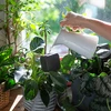 Plantengieter – zwart bord, 200 ml - 8 ['plantengieter', ' gieter', ' gieter in de vorm van een bord', ' originele gieter', ' plantenbescherming', ' plantenverzorging', ' bloemen gieter', ' waterbord', ' waterballen', ' waterbal', ' design gieter', ' hoe zorg je voor planten', ' mooie huisaccessoires', ' design gieters', ' unieke waterballen', ' universele gieter']