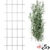 Plantensteun – tuinscherm 150 x 60cm - 5 