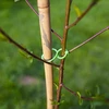 Plastic clips voor het vastmaken van planten, mix 50 stuks. - 6 ['plantenlabels', ' labels voor het beschrijven van planten', ' voor het beschrijven van planten', ' informatieborden voor planten', ' borden voor planten']