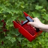 Plukmachine voor kleine vruchten, metalen tanden - 7 ['bessenkam', ' fruitkam', ' plukmachine', ' bessenplukker', ' fruit plukken', ' bessen plukken', ' bessenseizoen']