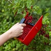 Plukmachine voor kleine vruchten, metalen tanden - 8 ['bessenkam', ' fruitkam', ' plukmachine', ' bessenplukker', ' fruit plukken', ' bessen plukken', ' bessenseizoen']