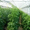 Polypropyleen touw 1 mm/65 m/50 g - 5 ['polypropyleen touw', ' PP touw', ' polypropyleen koord', ' PP koord', ' decoratief koord', ' koord van polypropyleen', ' voor het binden van tomaten', ' touw voor het binden van komkommers']