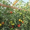 Polypropyleen touw 1 mm/65 m/50 g - 7 ['polypropyleen touw', ' PP touw', ' polypropyleen koord', ' PP koord', ' decoratief koord', ' koord van polypropyleen', ' voor het binden van tomaten', ' touw voor het binden van komkommers']