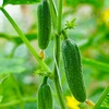 Polypropyleen touw 1 mm/65 m/50 g - 6 ['polypropyleen touw', ' PP touw', ' polypropyleen koord', ' PP koord', ' decoratief koord', ' koord van polypropyleen', ' voor het binden van tomaten', ' touw voor het binden van komkommers']