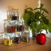 Pot TO 150 ml Vier hoeken fi 53 deksel - 6 stuks - 8 