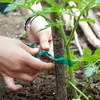 PVC plantenbindband, 1,2 cm x 40m - 4 ['plantenbindband', ' bevestigingsband', ' tuinband', ' planten opbinden', ' tuinband', ' plantstabilisatieband', ' verzorgde tuin', ' planten ondersteunen in de tuin', ' band voor stokken en planten', ' hoe planten beschermen tegen breken', ' sterke band voor planten', ' planten bevestigen', ' tuinband 40 meter', ' PVC-band', ' smalle band voor planten']