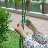 PVC plantenbindband, 1,2 cm x 40m - 5 ['plantenbindband', ' bevestigingsband', ' tuinband', ' planten opbinden', ' tuinband', ' plantstabilisatieband', ' verzorgde tuin', ' planten ondersteunen in de tuin', ' band voor stokken en planten', ' hoe planten beschermen tegen breken', ' sterke band voor planten', ' planten bevestigen', ' tuinband 40 meter', ' PVC-band', ' smalle band voor planten']