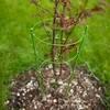 Ringsteun voor planten 3 ringen 0,5m - 3 ['plantensteun', ' ringsteun voor struiken', ' tuinsteun', ' rozensteun', ' tuinpergola', ' plantklem', ' plantsteun', ' bloemensteun', ' potplantsteun', ' hortensiasteun', ' bosbessensteun', ' klimplantsteun', ' groene steun', ' donkergroene plantensteun', ' stalen plantensteun met ringen']