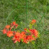 Ringsteun voor planten 3 ringen 1,2m - 5 ['plantensteun', ' ringsteun voor struiken', ' tuinsteun', ' rozensteun', ' tuinpergola', ' plantklem', ' plantsteun', ' bloemensteun', ' potplantsteun', ' hortensiasteun', ' bosbessensteun', ' klimplantsteun', ' groene steun', ' donkergroene plantensteun', ' stalen plantensteun met ringen']