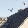 Spikes tegen vogels, op plastic strip, 10 stuks - 11 ['vogelafschrikker', ' anti-vogelspikes', ' spikes tegen vogels', ' metalen afschrikspikes', ' stalen spikes tegen duiven', ' spikes voor vensterbank', ' strip met spikes tegen vogels', ' strip met spikes voor vogels', ' plastic strips voor vogels', ' bescherming tegen vogels', ' bescherming tegen duiven', ' bescherming van gevel tegen vogels', ' vogels afschrikken', ' schone vensterbank', ' spikes op plastic strip', ' set spikes voor vogels', ' effectieve bescherming tegen duiven', ' vogels', ' afschrikspikes voor vogels', ' strips om vogels af te schrikken', ' hoe vogels effectief af te schrikken', ' spikes veilig voor vogels', ' strips met spikes veilig voor vogels']