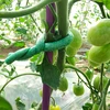 Tuindraad bekleed met schuim, groen, 10 m, fi 10mm - 4 ['tuindraad', ' groene draad', ' tuindraad met schuim', ' flexibele tuindraad', ' draad met omhulsel', ' draad voor planten', ' tuindraad bekleed met schuim', ' groene draad voor planten', ' bevestigingsdraad', ' spandraad', ' trekdraad', ' beklede draad', ' draad voor delicate planten', ' draad voor planten die de schors beschermt', ' tuindraad 10 meter', ' specialistische draad voor planten', ' welke draad voor planten kiezen']