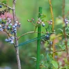 Tuinstokken Bioogród – gecoat staal, 0,9 m, fi 8 mm, 10 stuks - 5 ['tuinstok', ' plantstok', ' plantensteun', ' tuinsteun', ' metalen tuinsteunen', ' klimplantensteun', ' steunen voor klimplanten', ' metalen steunen voor bloemen', ' gecoate metalen stokken', ' gecoate plantstok', ' rechte stalen stok', ' tuinaccessoires', ' hoe zorg je voor planten', ' aanbevolen stokken voor planten', ' groene stok', ' gecoate stalen stokken']