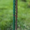 Tuinstokken Bioogród – gecoat staal, 0,9 m, fi 8 mm, 10 stuks - 6 ['tuinstok', ' plantstok', ' plantensteun', ' tuinsteun', ' metalen tuinsteunen', ' klimplantensteun', ' steunen voor klimplanten', ' metalen steunen voor bloemen', ' gecoate metalen stokken', ' gecoate plantstok', ' rechte stalen stok', ' tuinaccessoires', ' hoe zorg je voor planten', ' aanbevolen stokken voor planten', ' groene stok', ' gecoate stalen stokken']