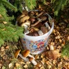Voedselemmer GWIOZDA - met deksel, 10 L - 10 ['tuinemmer', ' emmer met deksel', ' emmer voor de tuin', ' emmer met deksel', ' afsluitbare emmer', ' afsluitbare emmer', ' emmer met opdruk', ' voor paddenstoelen']