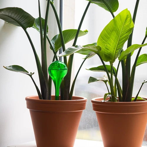 Bewateringsballen voor planten, groen transparant, 400 ml, 4 stuks - 8 ['bewateringsballen', ' bloemenbewateringsdispenser', ' voor het bewateren van bloemen', ' bloemenbevochtigers', ' bloemenbewatering', ' plantenbewatering', ' potbewateringssystemen', ' voor het bewateren van bloemen', ' voor kamerplanten', ' bewateringssysteem', ' bewateringsbal', ' waterdispenser voor potten', ' plantenballen', ' plantendispenser', ' plantenbewatering', ' bewateringsbal', ' groene bewateringsballen', ' transparante bewateringsballen', ' gekleurde bewateringsballen']