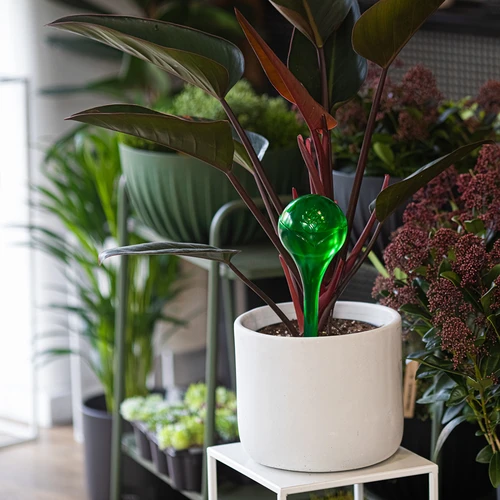 Bewateringsballen voor planten, groen transparant, 400 ml, 4 stuks - 9 ['bewateringsballen', ' bloemenbewateringsdispenser', ' voor het bewateren van bloemen', ' bloemenbevochtigers', ' bloemenbewatering', ' plantenbewatering', ' potbewateringssystemen', ' voor het bewateren van bloemen', ' voor kamerplanten', ' bewateringssysteem', ' bewateringsbal', ' waterdispenser voor potten', ' plantenballen', ' plantendispenser', ' plantenbewatering', ' bewateringsbal', ' groene bewateringsballen', ' transparante bewateringsballen', ' gekleurde bewateringsballen']