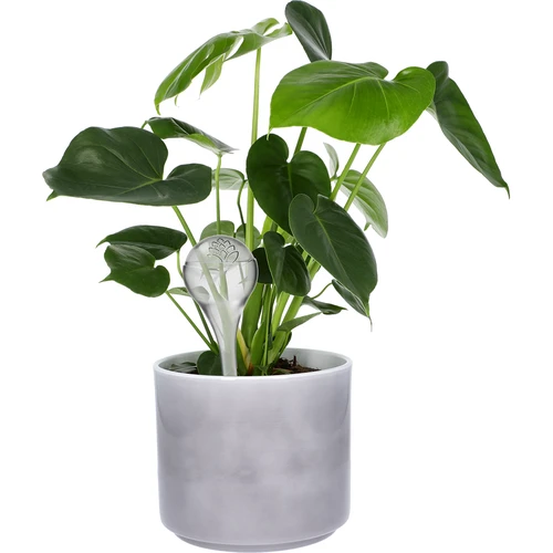 Bewateringsbollen, transparant, 400 ml, 4 stuks - 6 ['bewateringsbollen', ' bloemenbewateringsdispenser', ' voor het bewateren van bloemen', ' bloemenbevochtigers', ' bloemenbewatering', ' plantenbewatering', ' potbewateraars', ' voor het bewateren van bloemen', ' voor kamerplanten', ' bewateringssysteem', ' bewateringsbol', ' waterdispenser voor potten', ' bollen voor planten', ' dispenser voor planten', ' plantenbewatering', ' bewateringsbol']