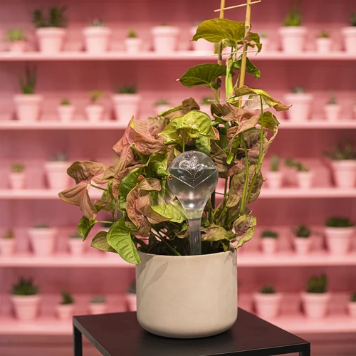 Bewateringsbollen, transparant, 400 ml, 4 stuks - 12 ['bewateringsbollen', ' bloemenbewateringsdispenser', ' voor het bewateren van bloemen', ' bloemenbevochtigers', ' bloemenbewatering', ' plantenbewatering', ' potbewateraars', ' voor het bewateren van bloemen', ' voor kamerplanten', ' bewateringssysteem', ' bewateringsbol', ' waterdispenser voor potten', ' bollen voor planten', ' dispenser voor planten', ' plantenbewatering', ' bewateringsbol']